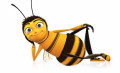 abeille couchée